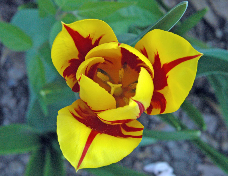 Yellow and Red Tulip — Calm, Spring