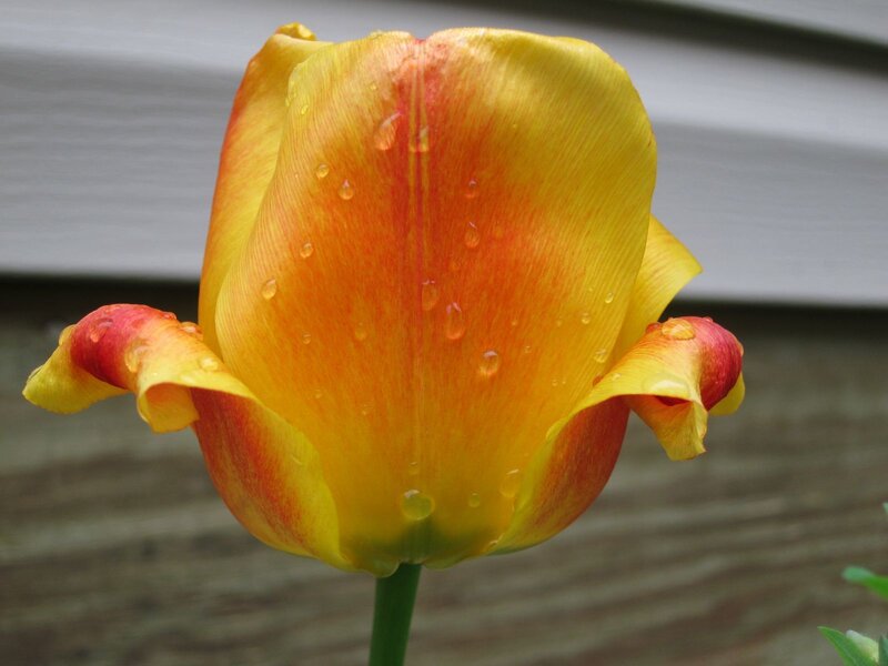 Yellow and Red Tulip — Calm