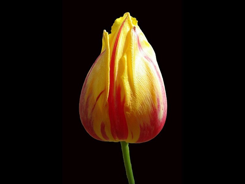 Yellow and Red Tulip — Dramatic