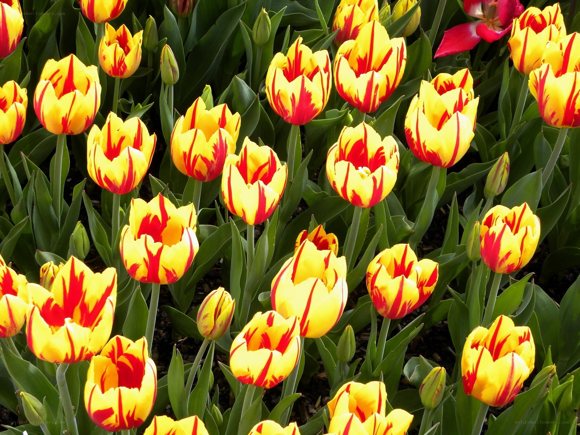 Yellow and red tulip field