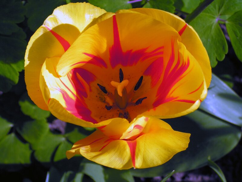 Yellow and red tulip flower