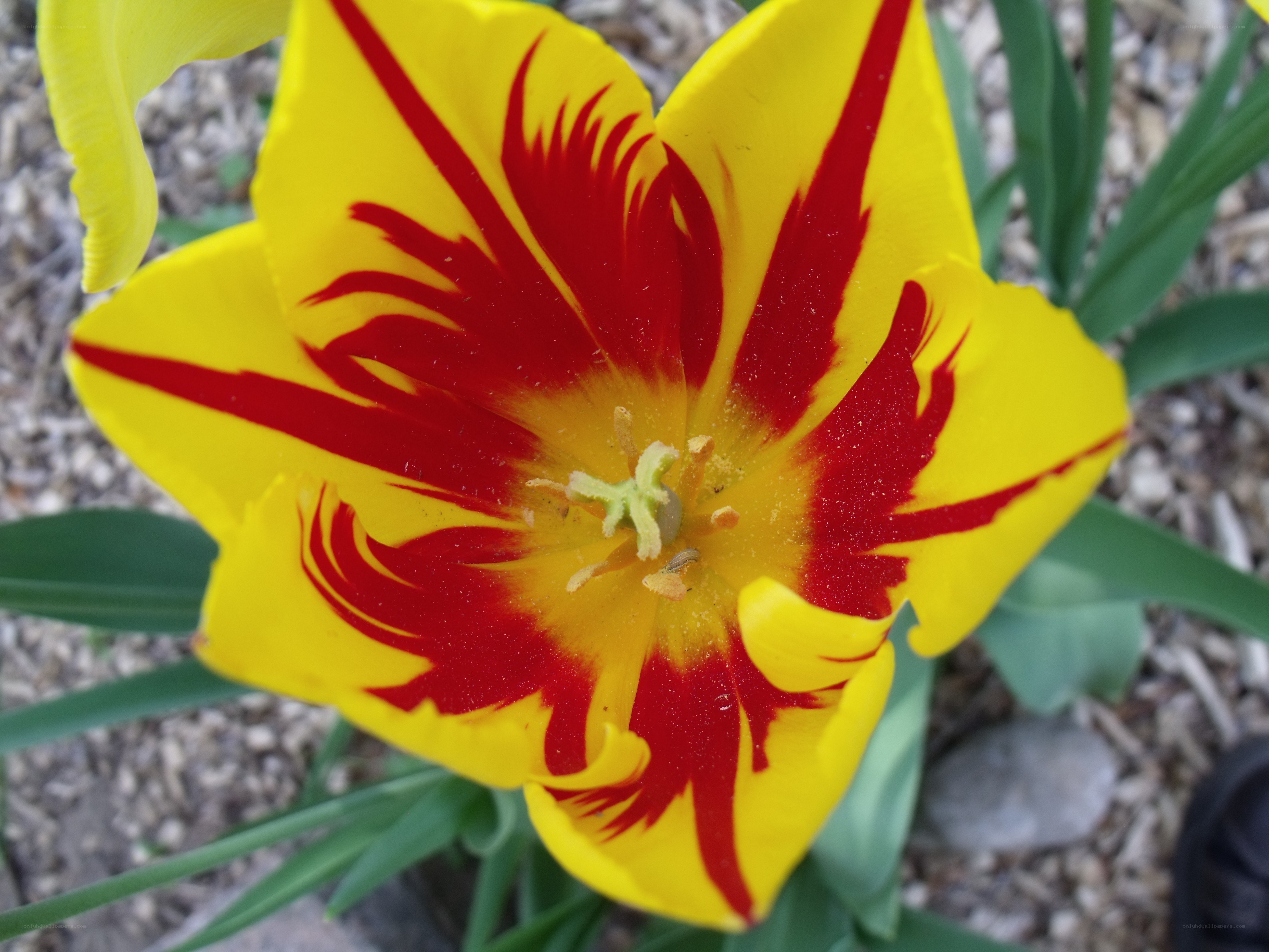 yellow and red tulip flower