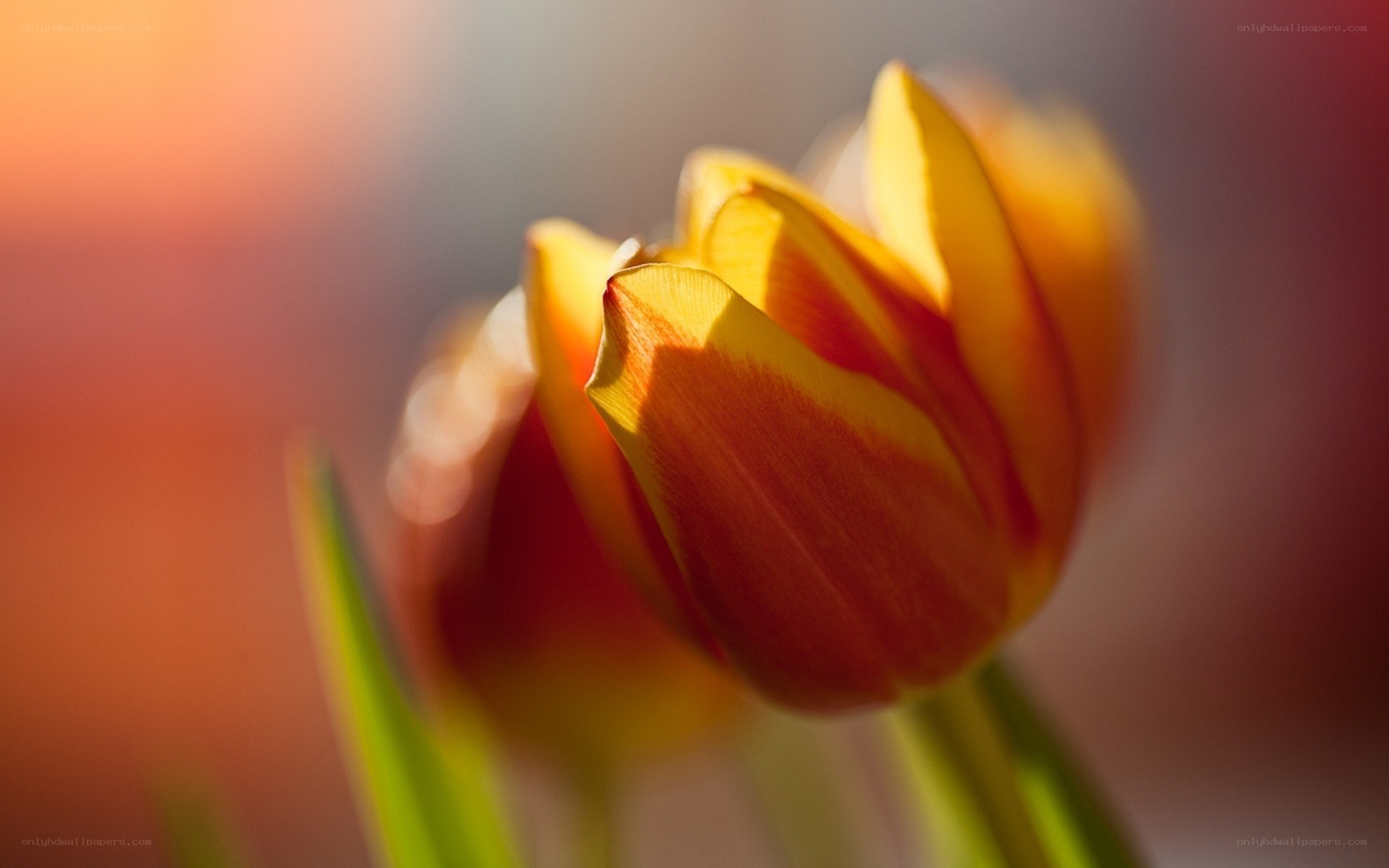 Yellow and red tulip in sunlight