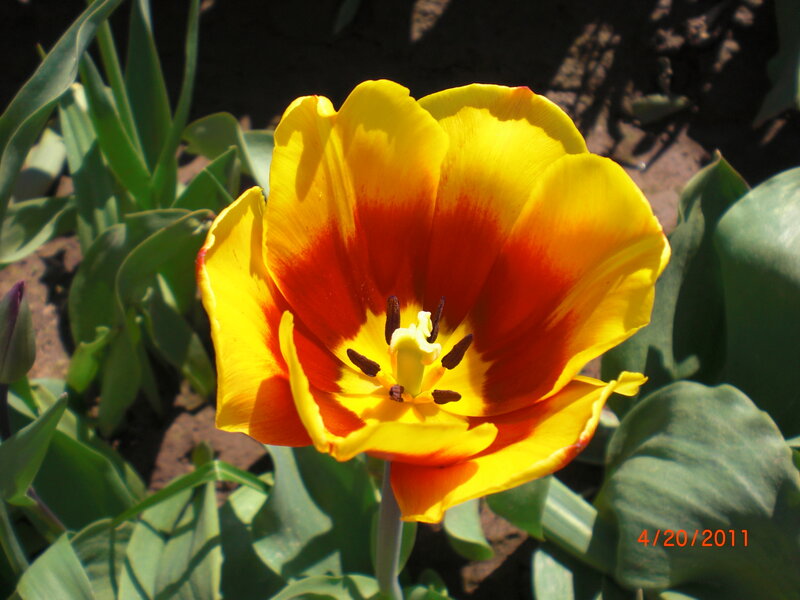 Yellow and Red Tulip — Natural, Afternoon