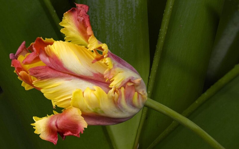 Yellow and Red Tulip — Natural, Photograph