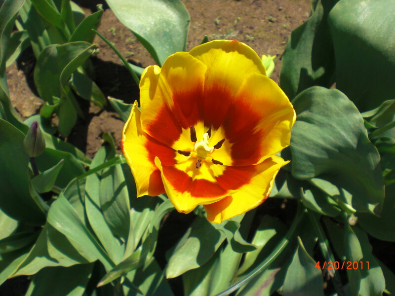 Yellow and Red Tulip — Natural