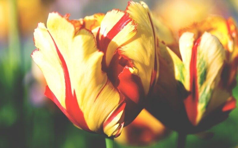 Yellow and Red Tulip — Serene, Afternoon