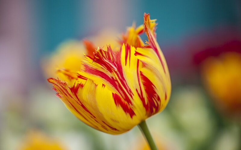 Yellow and Red Tulip — Serene, Photograph