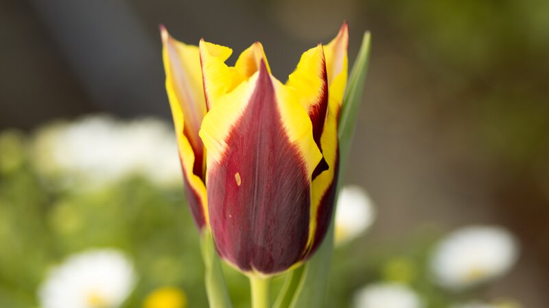 Yellow and Red Tulip — Serene, Spring, Photograph