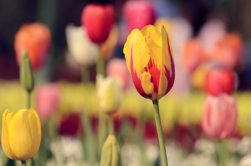 Yellow and Red Tulip — Serene, Spring