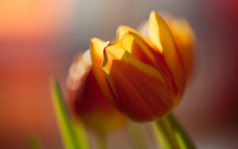 Yellow and Red Tulip — Serene, Sunset