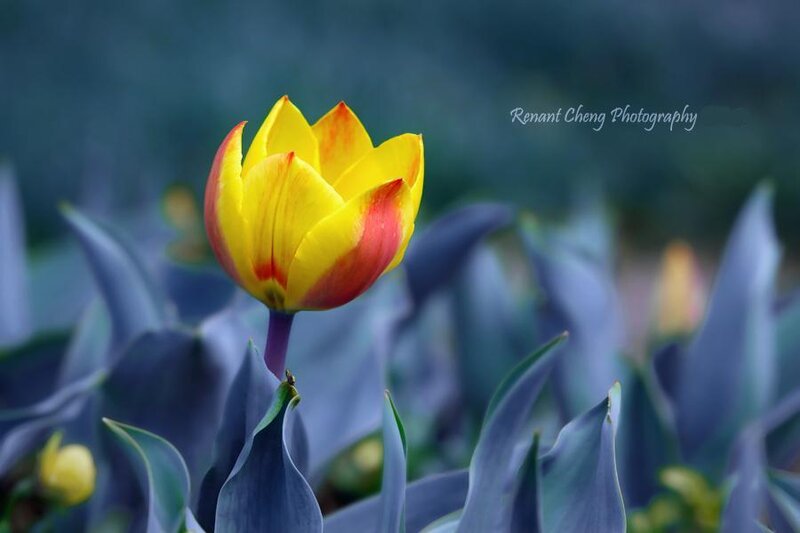 Yellow and Red Tulip — Serene
