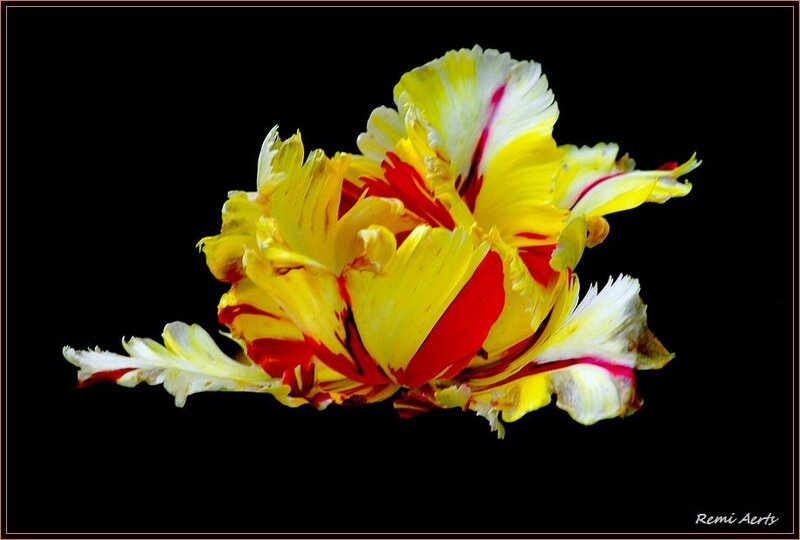 Yellow and Red Tulip