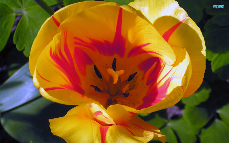 Yellow and Red Tulip — Vibrant, Afternoon