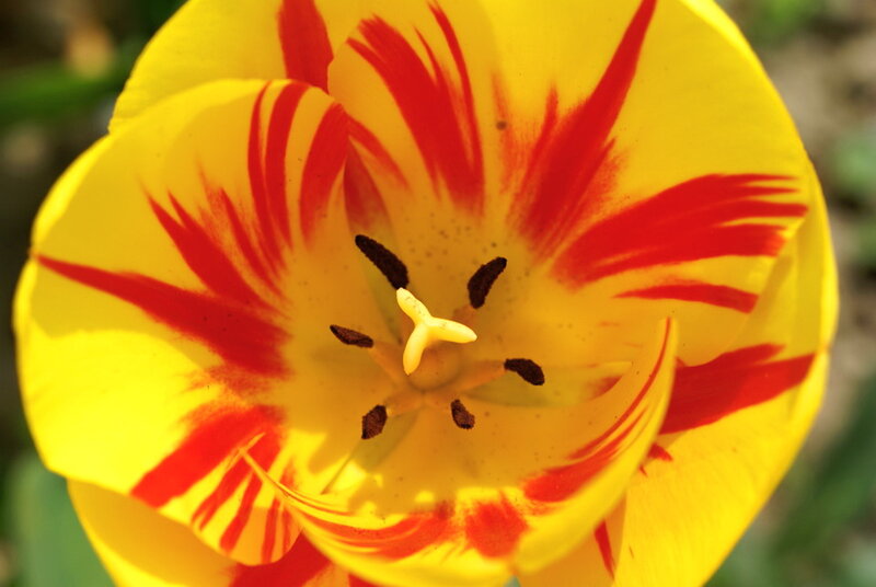 Yellow and Red Tulip — Vibrant, Spring