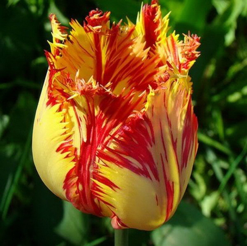 Yellow and Red Tulip — Vibrant