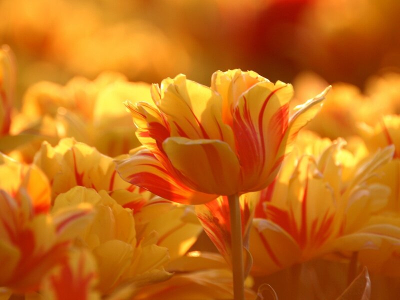 Yellow and Red Tulip — Warm, Sunset, Photograph