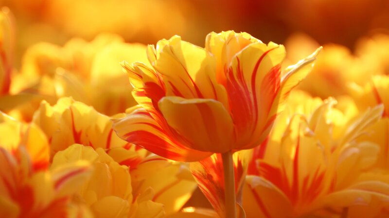 Yellow and Red Tulip — Warm, Sunset