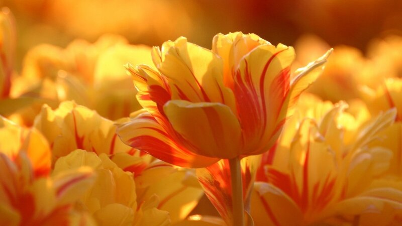 Yellow and Red Tulip — Warm