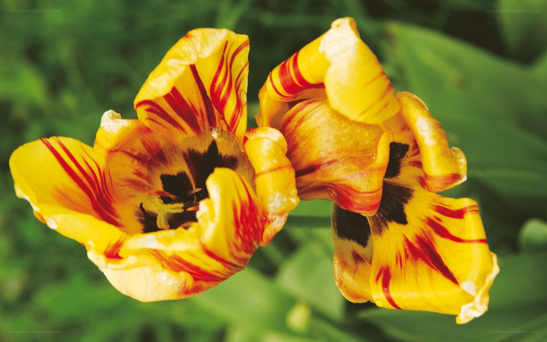 Yellow and red tulips