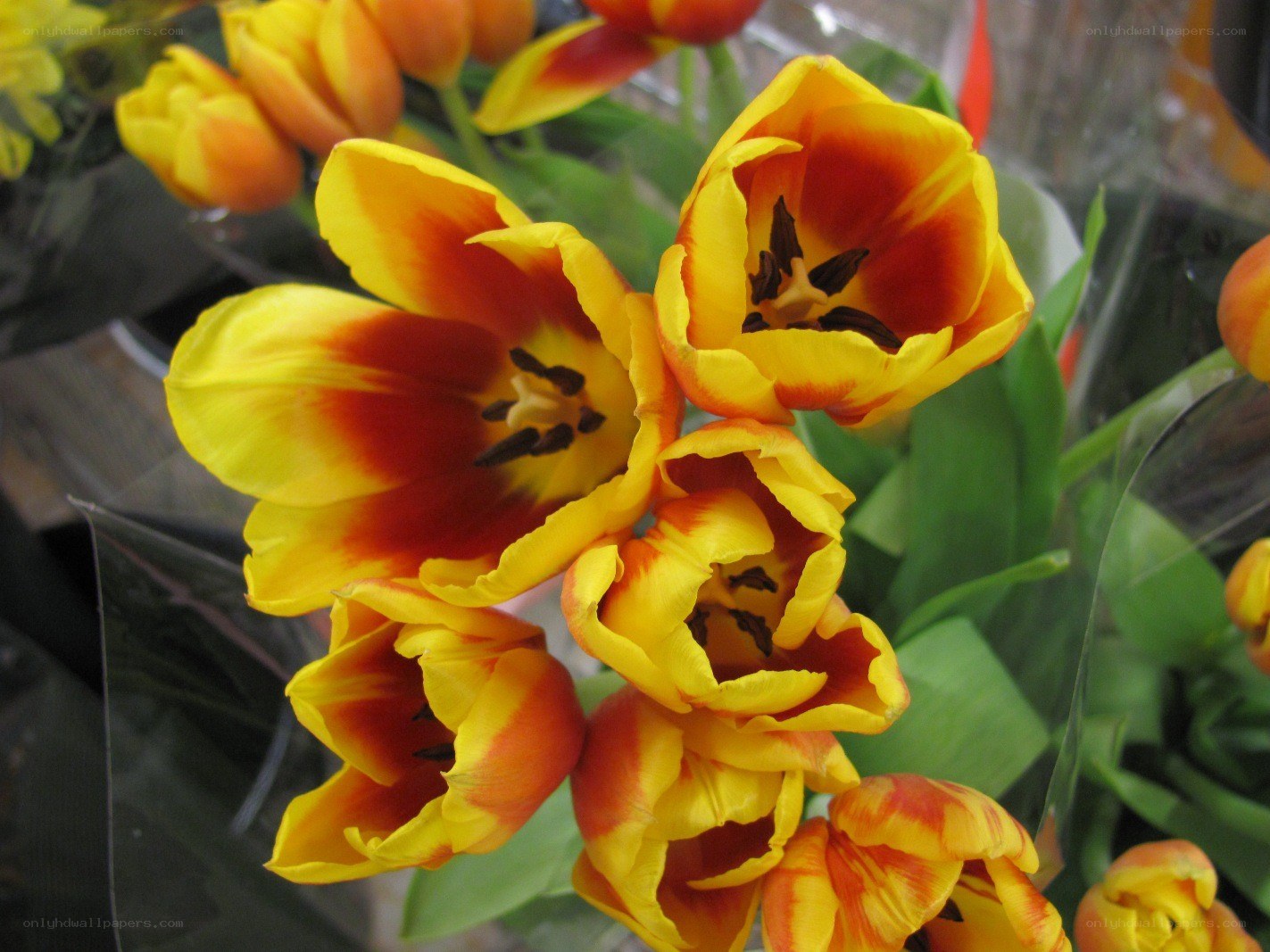 Yellow and red tulips