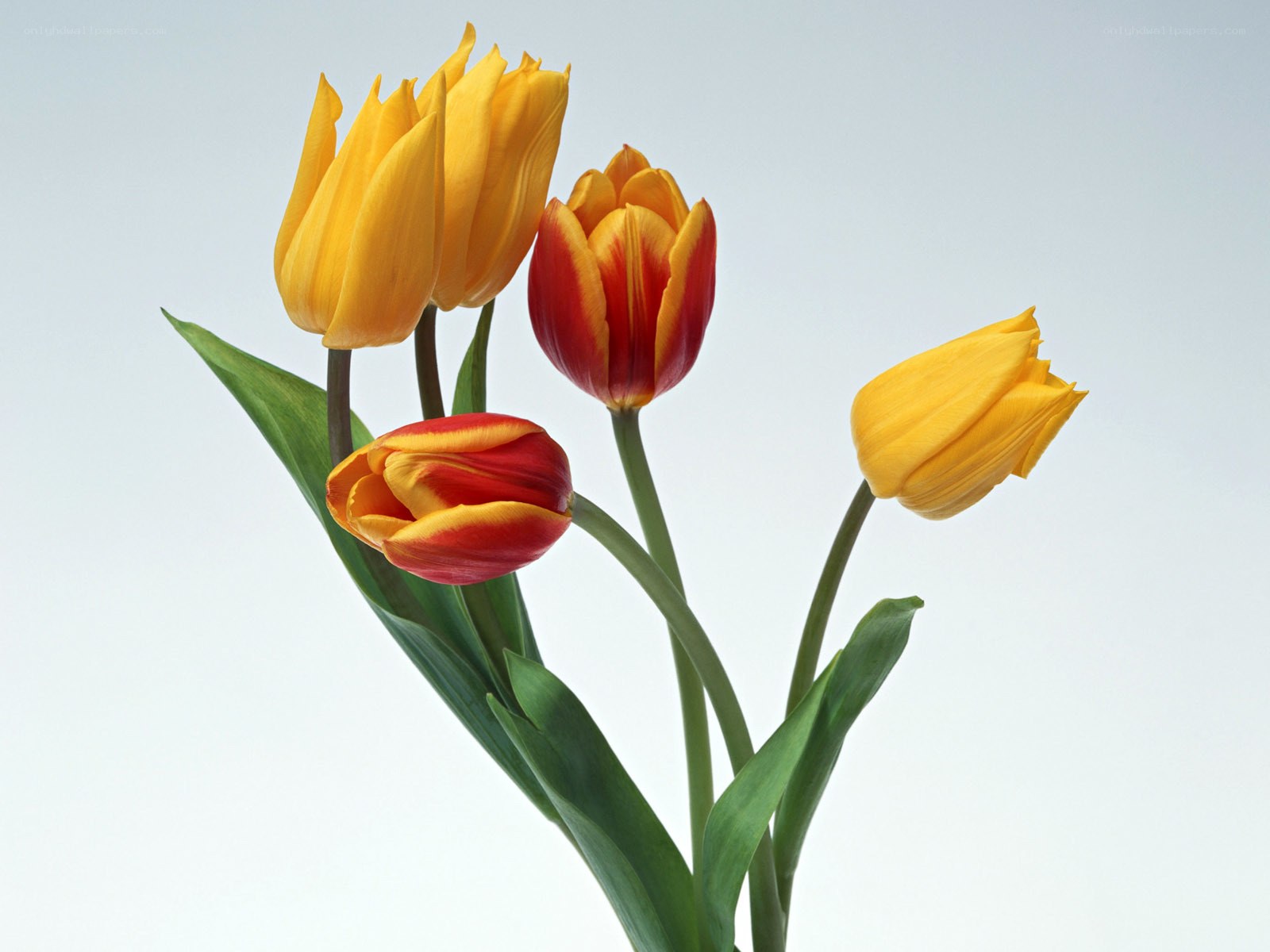 Yellow and red tulips