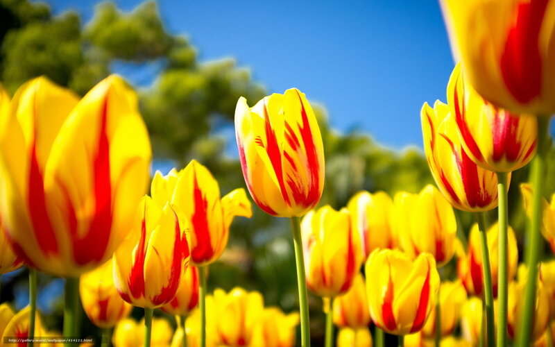 Yellow and Red Tulips — Bright, Afternoon, Photograph, Sky, Trees