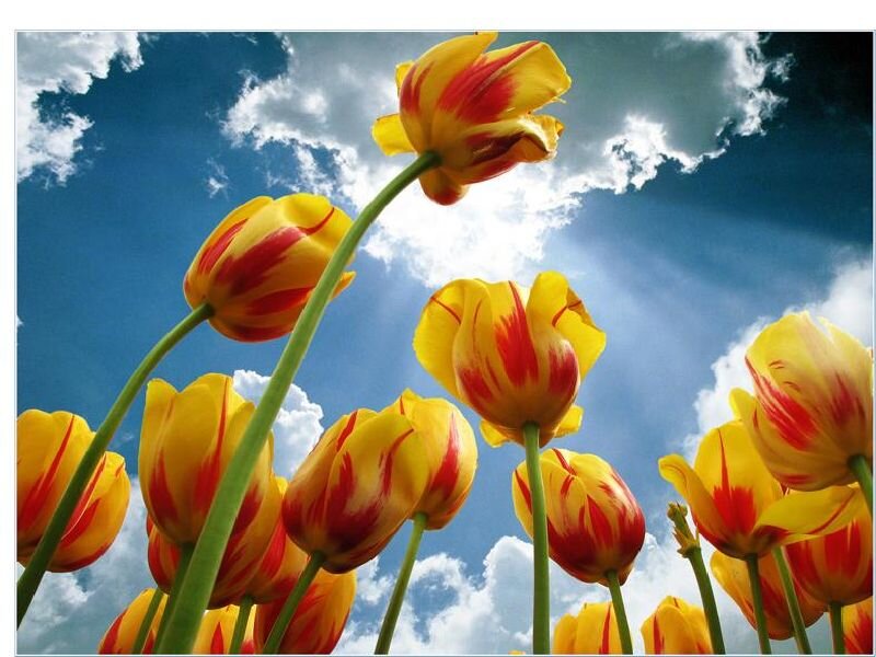 Yellow and Red Tulips — Bright, Afternoon