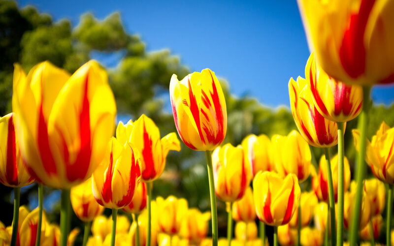 Yellow and Red Tulips — Bright, Spring, Photograph, Flowers
