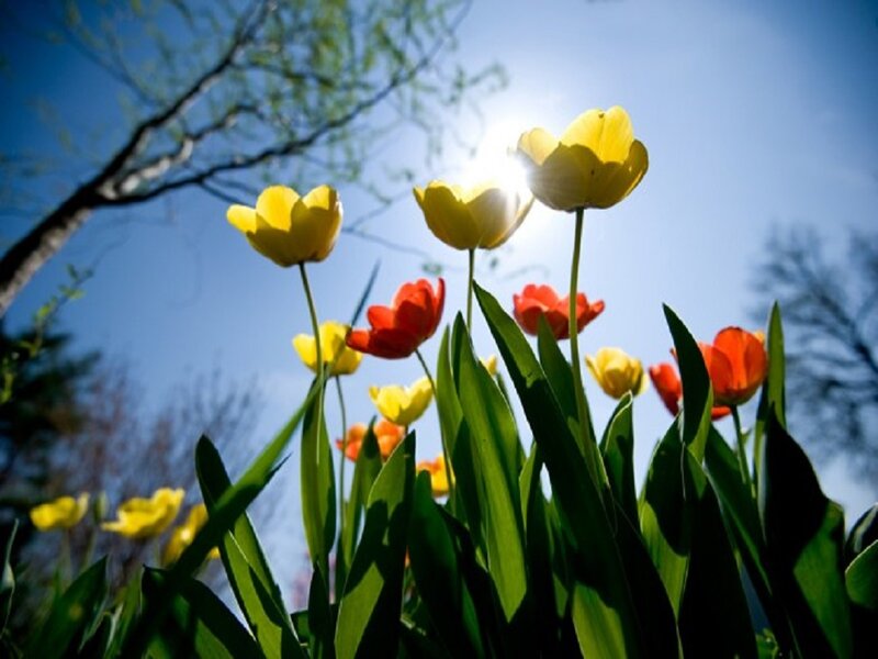 Yellow and Red Tulips — Bright, Spring, Photograph, Sun