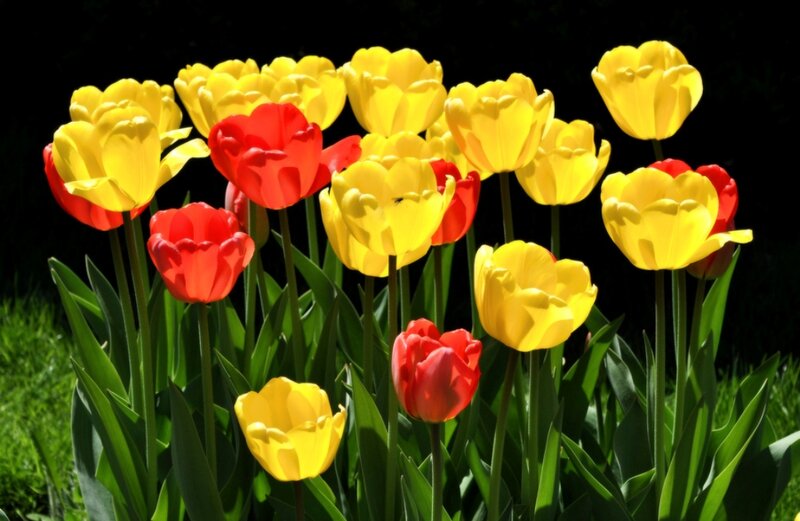 Yellow and Red Tulips — Bright, Spring, Photograph