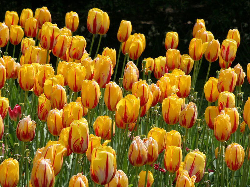 Yellow and Red Tulips — Bright, Spring