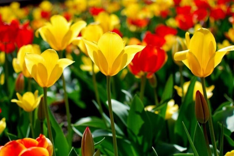 Yellow and Red Tulips — Bright