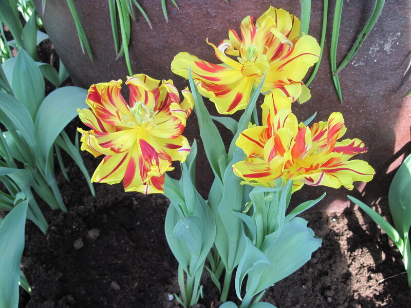 Yellow and Red Tulips — Calm, Afternoon