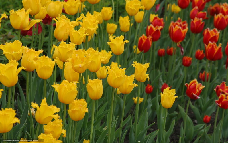 Yellow and Red Tulips — Calm, Spring, Photograph, Flowers