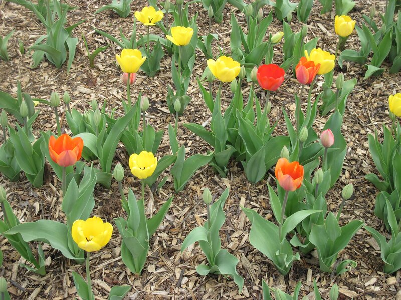 Yellow and Red Tulips — Calm, Spring, Photograph, Green Leaves, Mulch