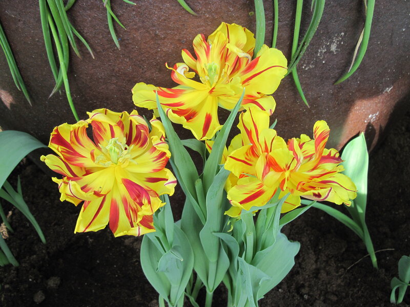 Yellow and Red Tulips — Calm, Spring, Photograph, Green Leaves, Soil, Pot