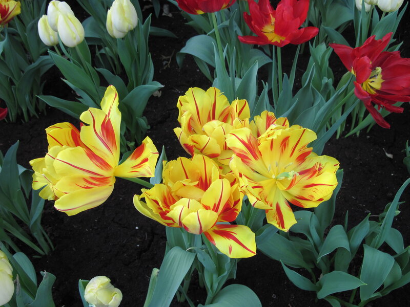 Yellow and Red Tulips — Calm, Spring, Photograph, Green Leaves, Soil