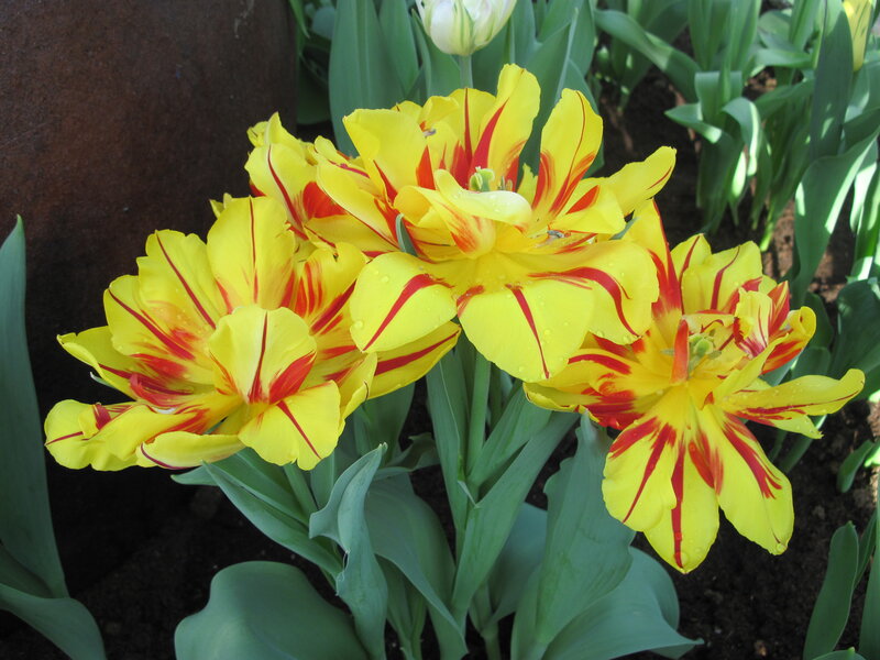 Yellow and Red Tulips — Calm, Spring, Photograph, Green Leaves