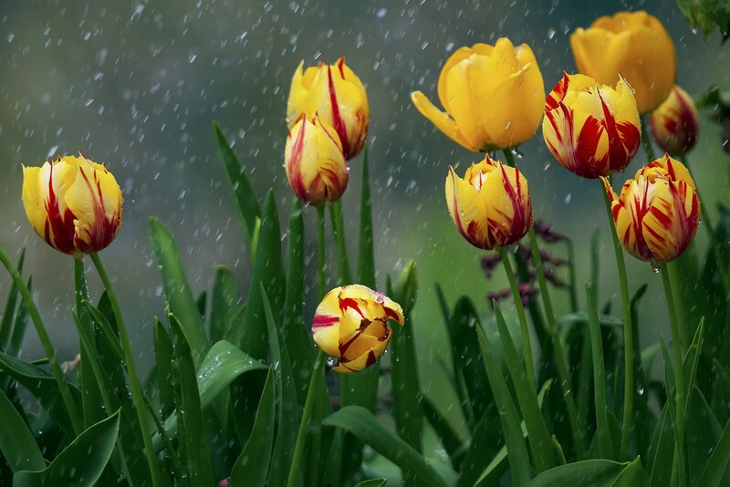 Yellow and Red Tulips — Calm, Spring, Photograph, Rain, Green Leaves