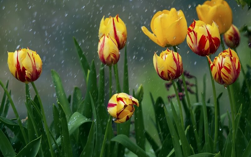 Yellow and Red Tulips — Calm, Spring, Photograph, Rain