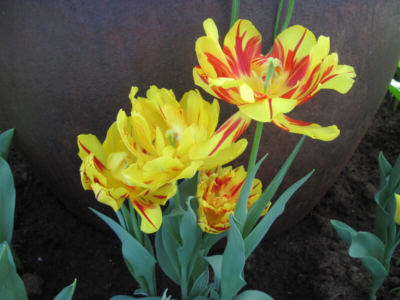 Yellow and Red Tulips — Calm, Spring, Photograph