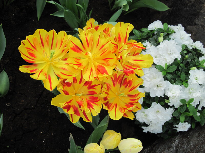 Yellow and Red Tulips — Calm, Spring, Photograph, White Flowers, Green Leaves
