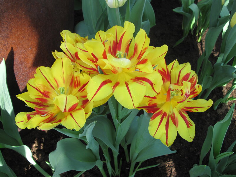 Yellow and Red Tulips — Calm, Spring
