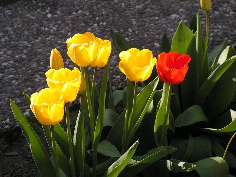 Yellow and Red Tulips — Calm