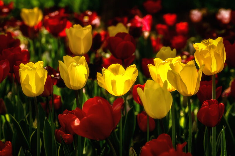 Yellow and Red Tulips — Dramatic, Afternoon, Photograph