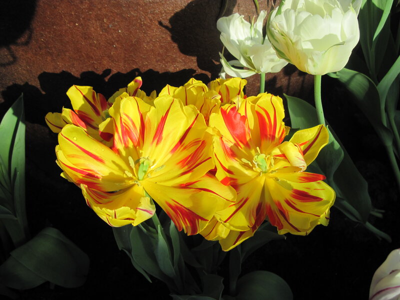 Yellow and Red Tulips — Dramatic, Afternoon