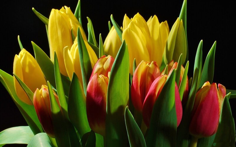 Yellow and Red Tulips — Dramatic, Photograph, Green Leaves