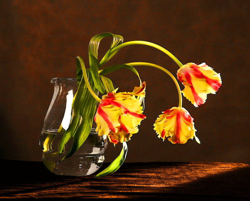Yellow and Red Tulips — Dramatic, Photograph