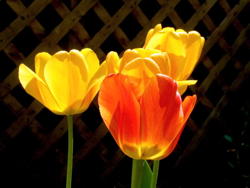 Yellow and Red Tulips — Dramatic